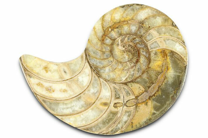 Cut & Polished Jurassic Nautilus Fossil (Half) - Madagascar #365522
